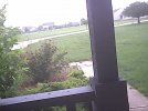 rosebush.jpg