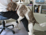 131_1032922787.gif