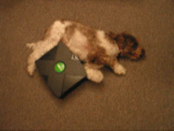 131_1032922934.gif