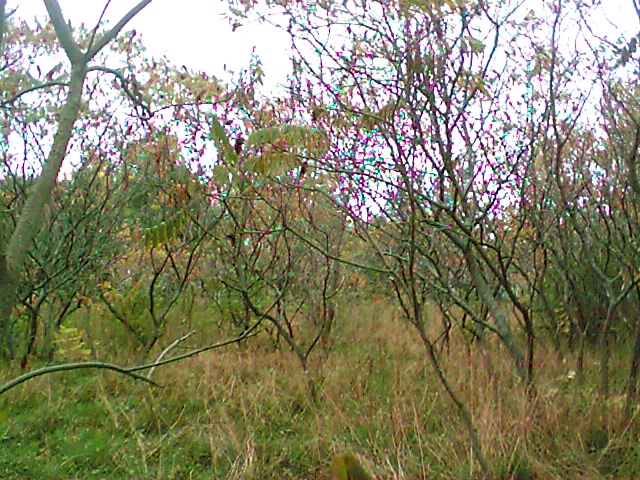 7_1035055191.jpg