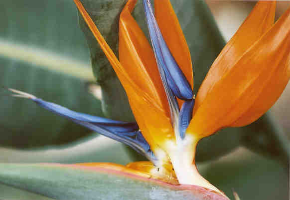 flowers-birdofparadise.jpg