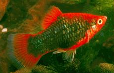 platy3.jpg